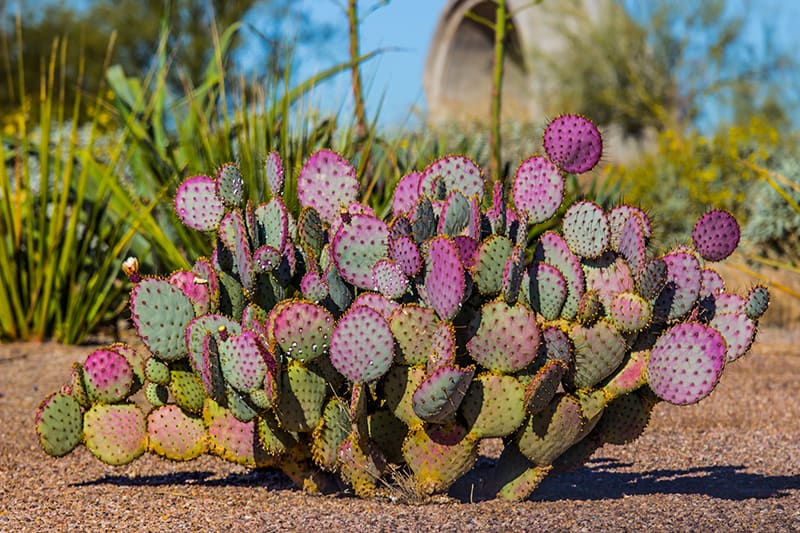 Purple Succulents Purple Succulents