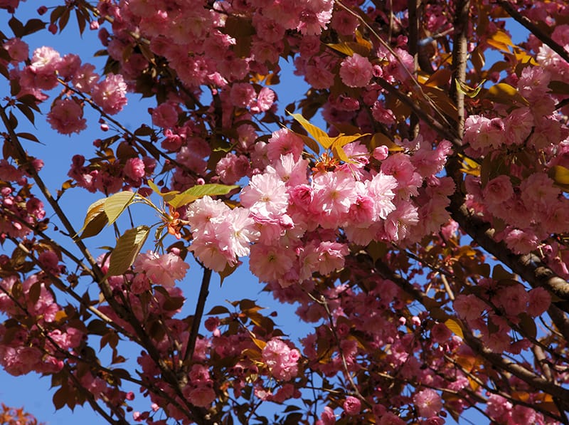 Cherry Blossom Trees Buying Growing Guide Trees Com