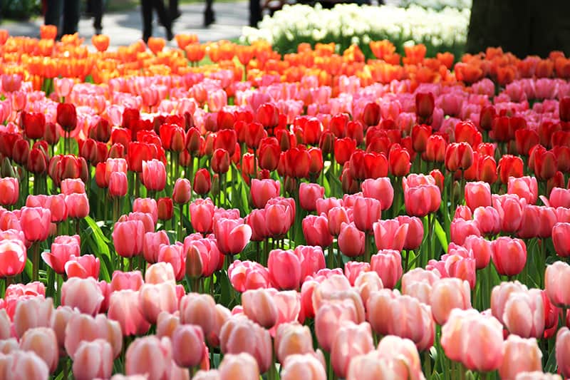 Spring Flowers Spring Flowers