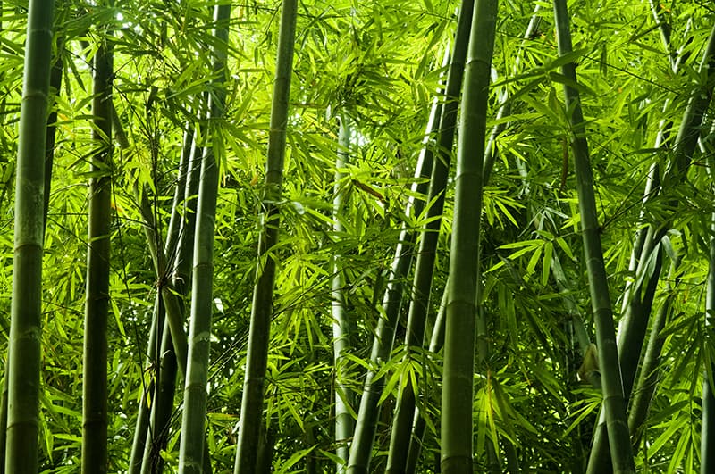 Types of Bamboo Types of Bamboo