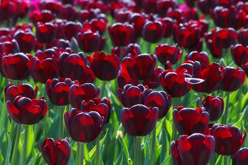 Types of Black Flowers Types of Black Flowers