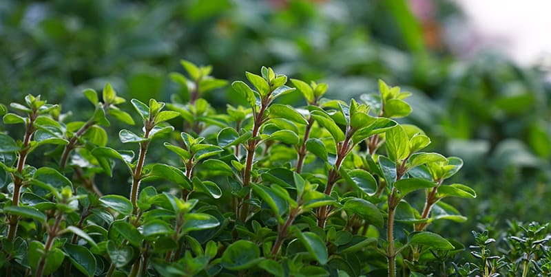 Types of Oregano Types of Oregano