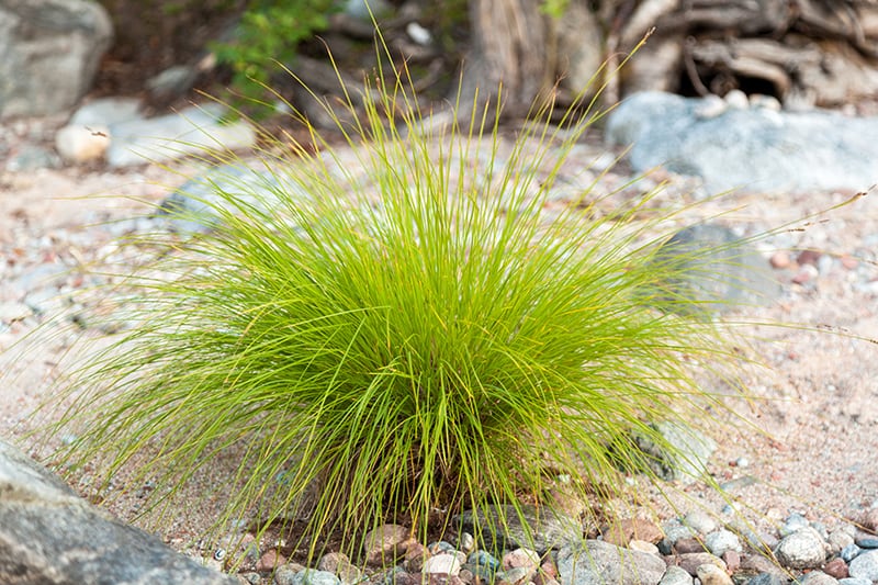Types of Ornamental Grasses Types of Ornamental Grasses