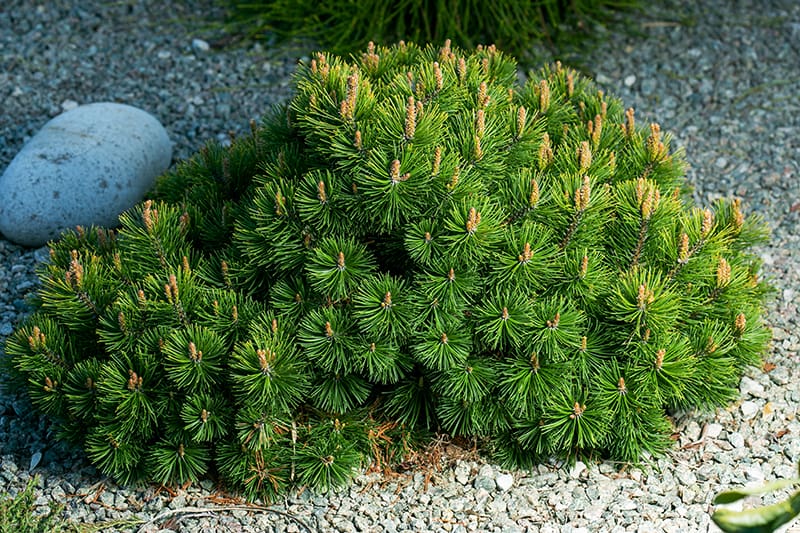Types of Pine Trees Types of Pine Trees