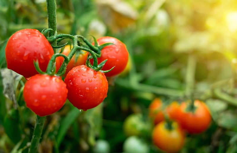 Types of Tomatoes Types of Tomatoes