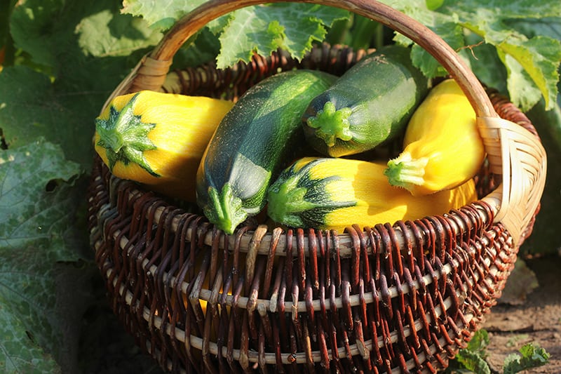 Types of Zucchini Types of Zucchini