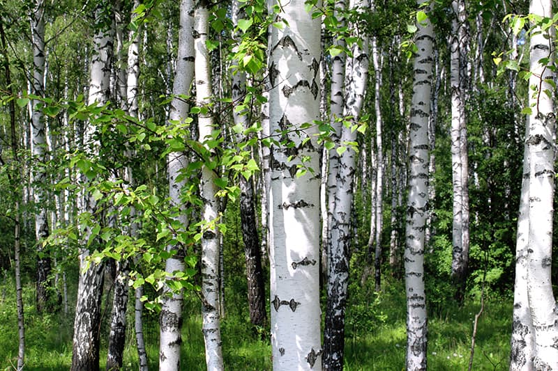 White Bark Trees White Bark Trees