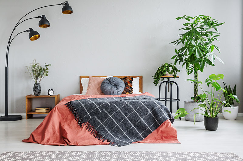 Plants To Decorate Bedroom