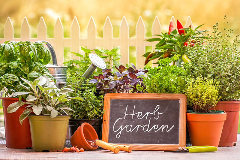 Herb Garden Herb Garden