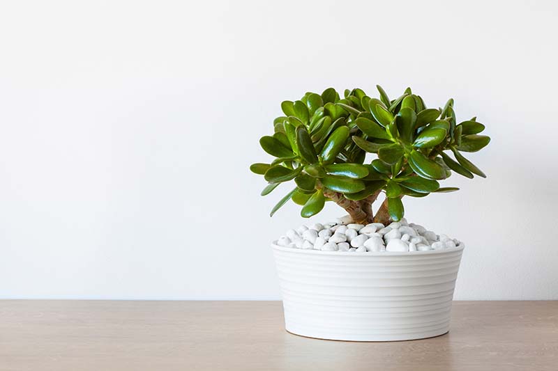 Jade Plant Jade Plant - How to Grow And Care For Crassula Ovata