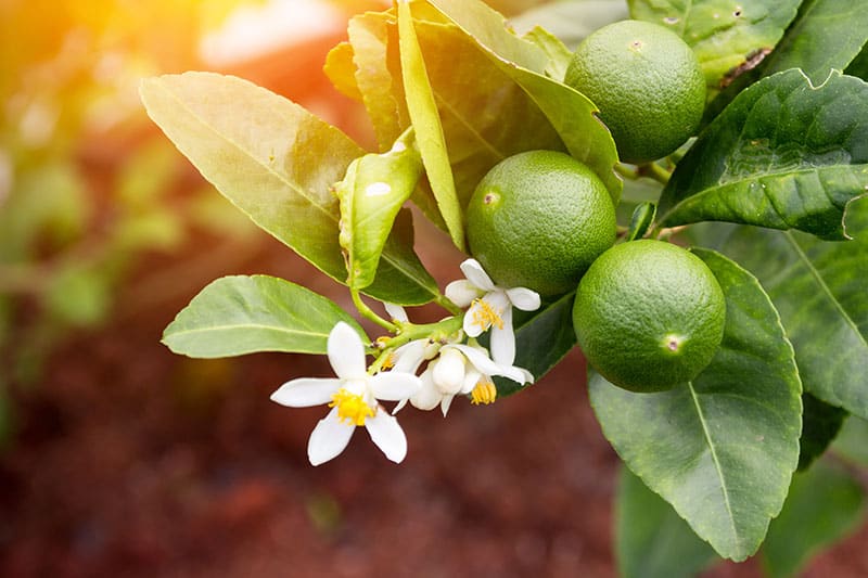 Lime Tree Lime Tree