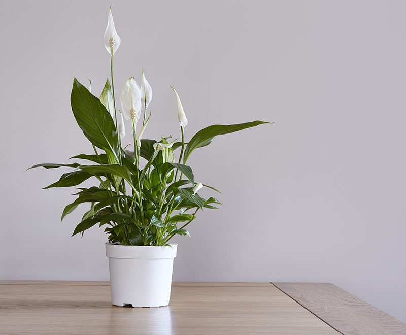 are peace lily plants toxic to cats