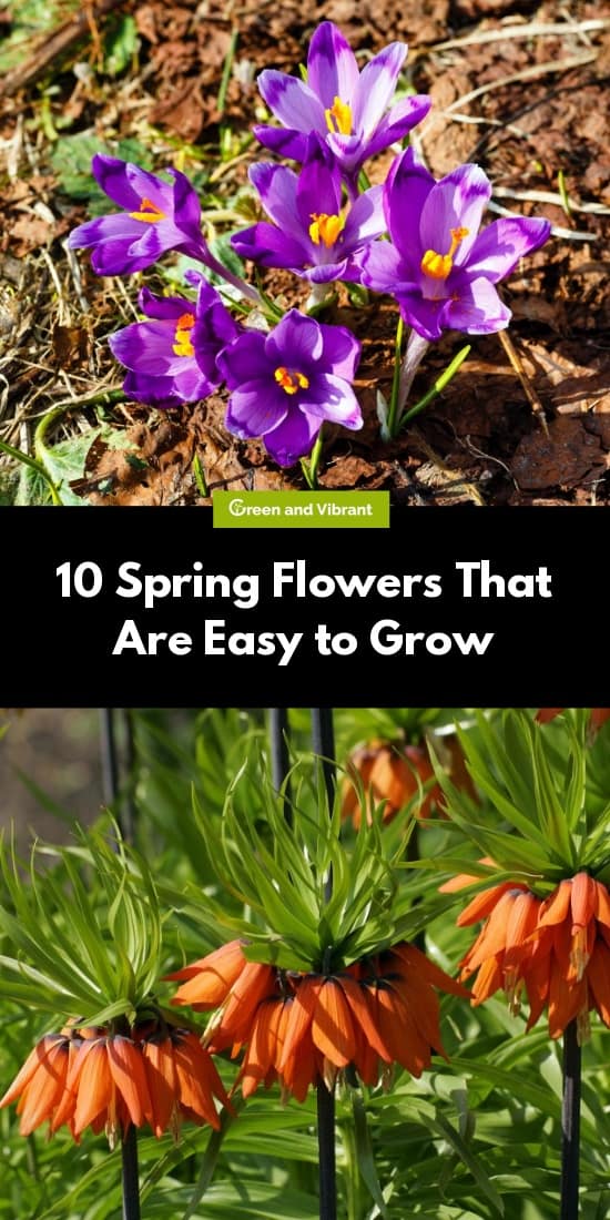 10 Spring Flowers That Are Easy to Grow