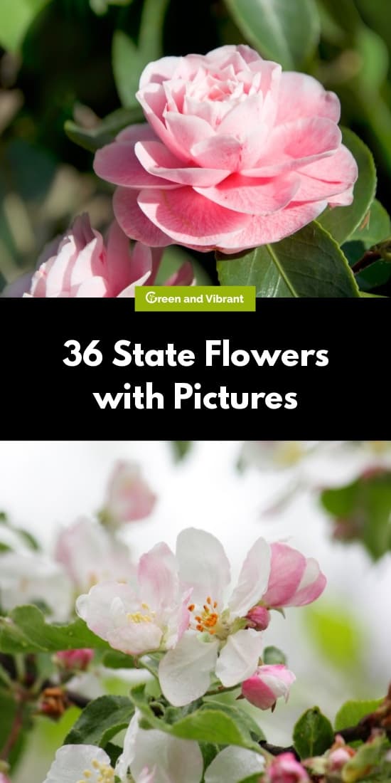 36 State Flowers with Pictures