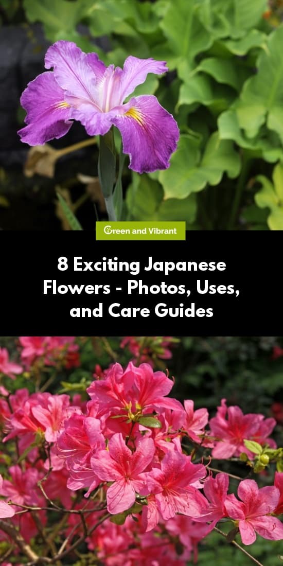 8 Exciting Japanese Flowers - Photos, Uses, and Care Guides