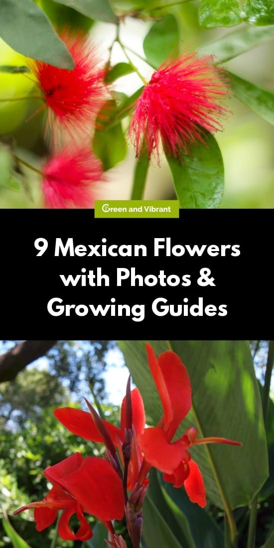 9 Mexican Flowers with Photos & Growing Guides