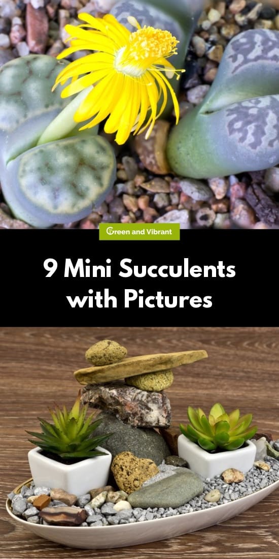 9 Mini Succulents with Pictures