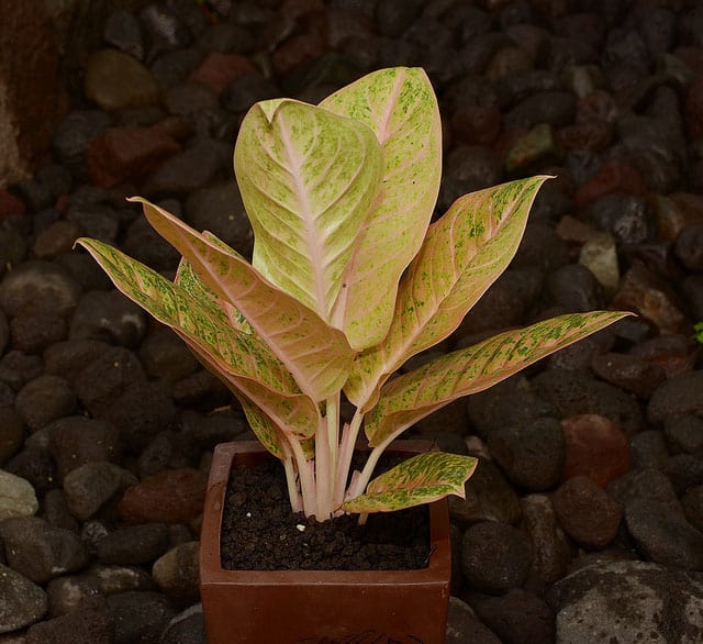 Chinese Evergreen (Aglaonema Plant) Growing and Care Guide ...