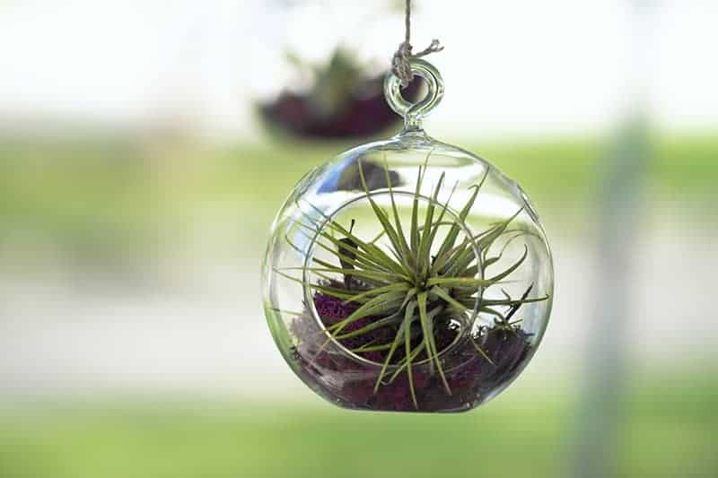 Air plants