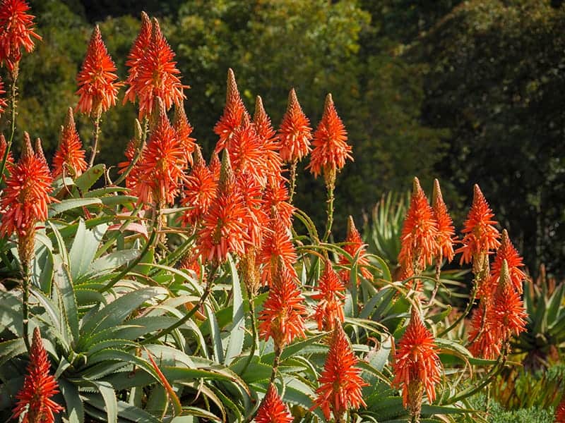 Aloe arborescens flowers