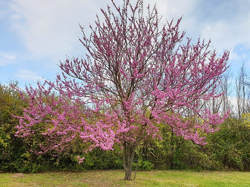 Alone flowering tree Cercis canadensis in the park