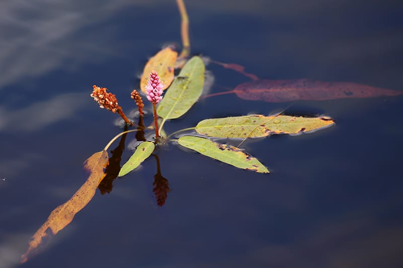 Amphibious Bistort