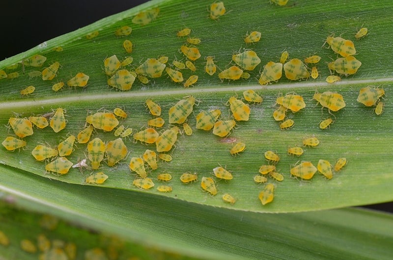 Aphids