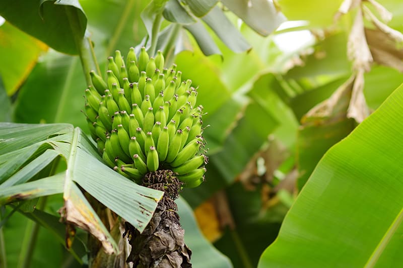 Apple Bananas