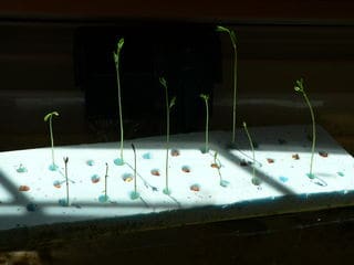 Aquarium hydroponic raft