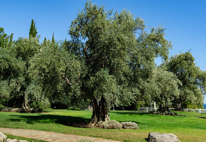 Arbequina Care Guide