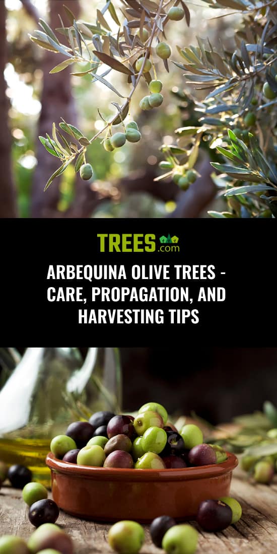 Arbequina Olive Trees - Care, Propagation, and Harvesting Tips