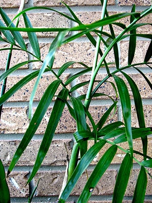 Bamboo Palm problems