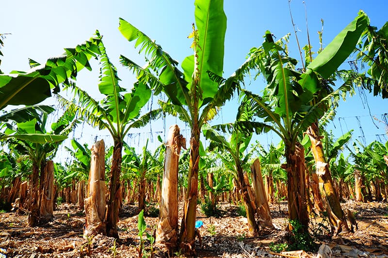 Banana Tree Light