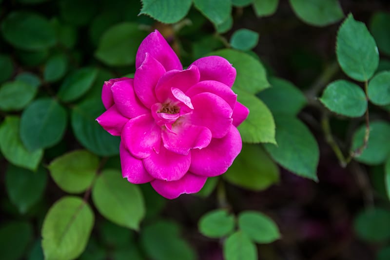 Blushing Knockout Rose