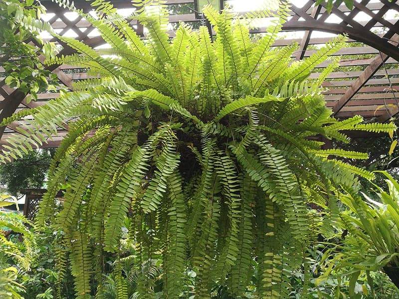 Boston Fern Care
