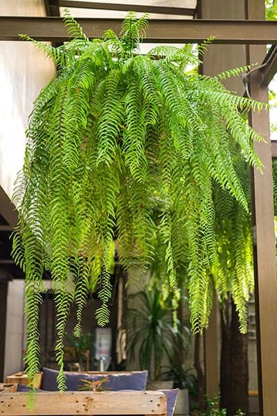 Boston ferns like to be grown in cool but not cold climates