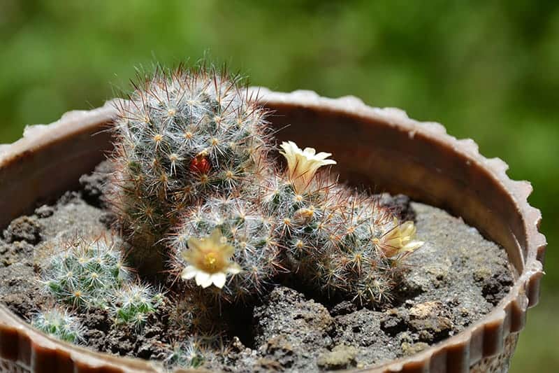 Bright yellow flower and red fruits of Mammillaria elongata