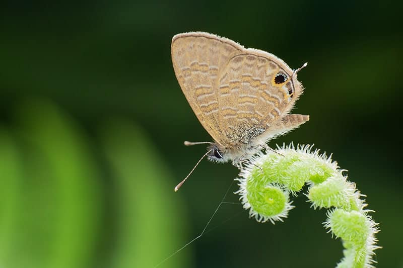 Butterflies and Moths