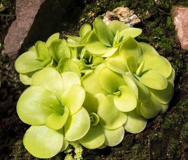 Butterwort