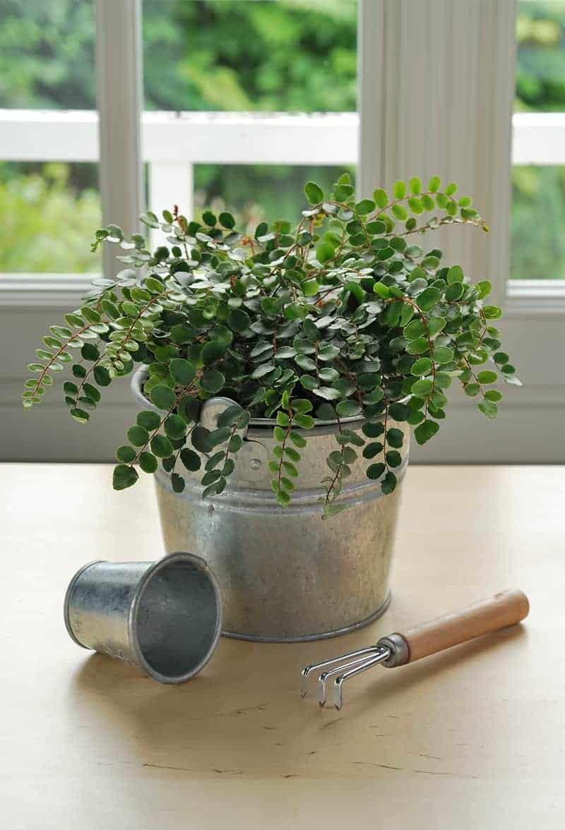 Button Fern