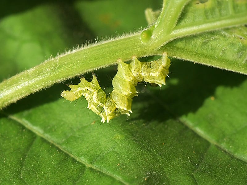 Cabbage Moths