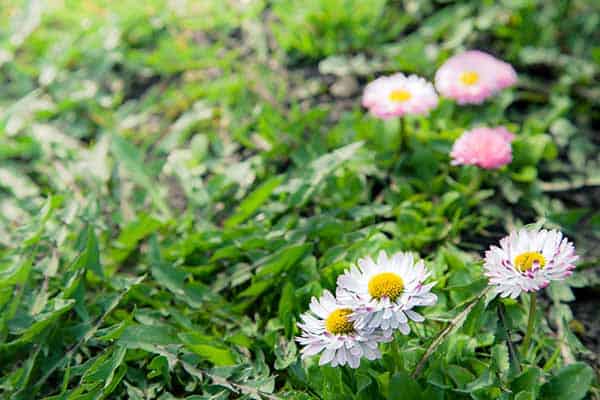 Chamomile
