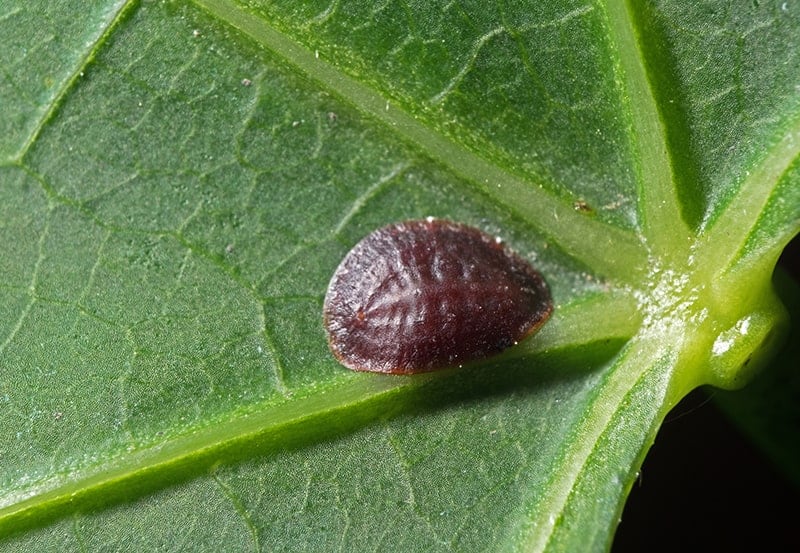 Common Brown Scale