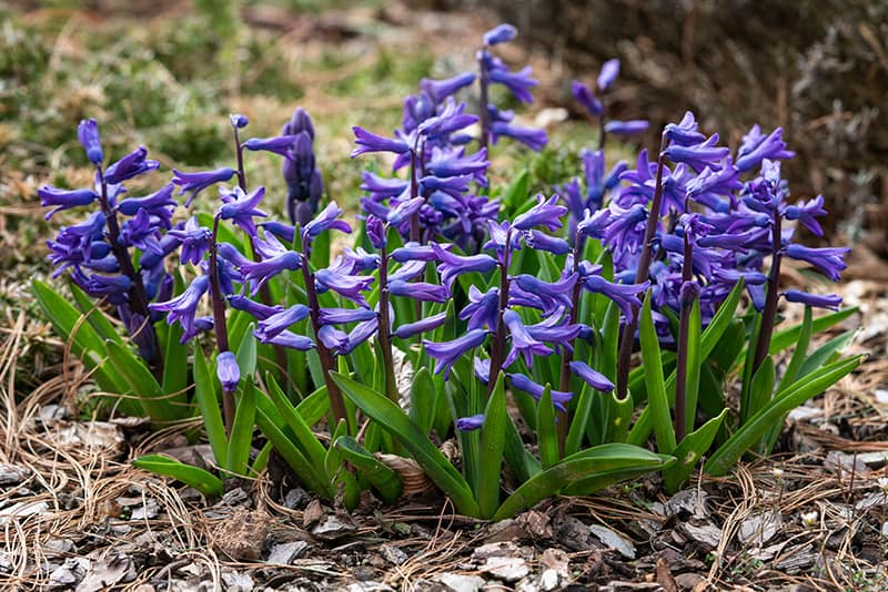 Common Hyacinth