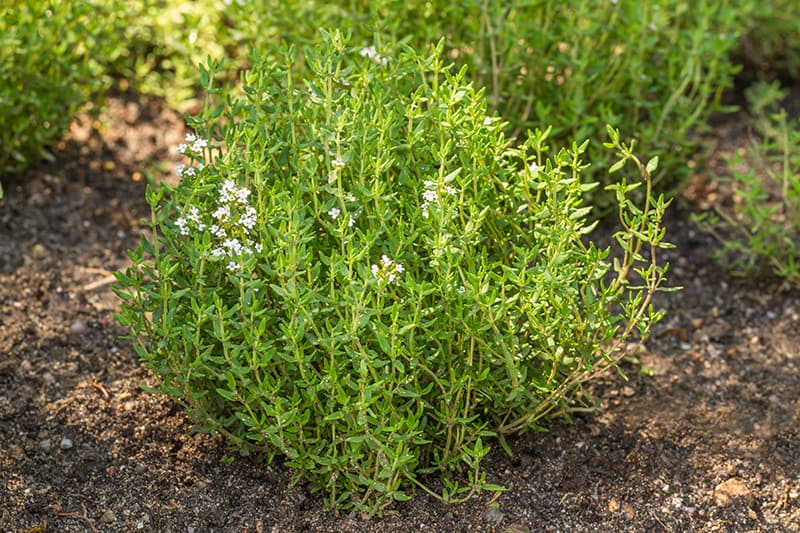 Common Thyme-Thymus vulgaris