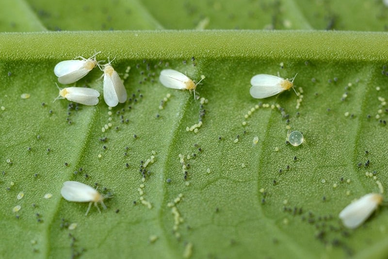 Common Whitefly