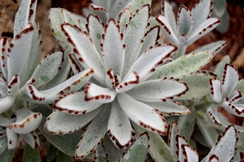 Common Problem of Panda Plant