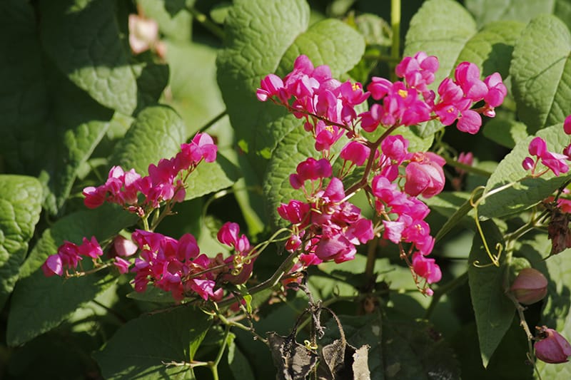 Coral Vine