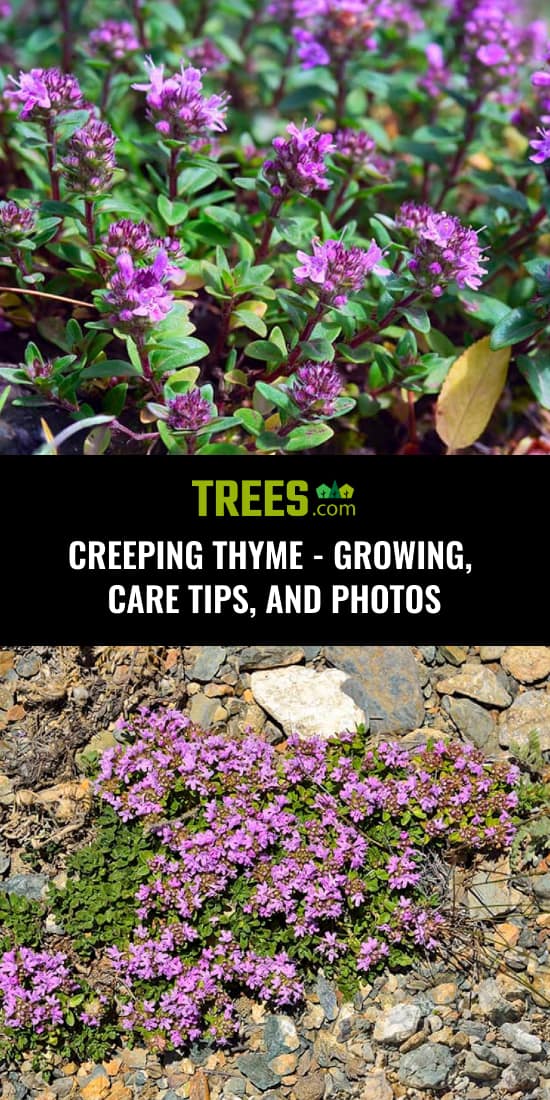 Creeping Thyme - Growing, Care Tips, and Photos