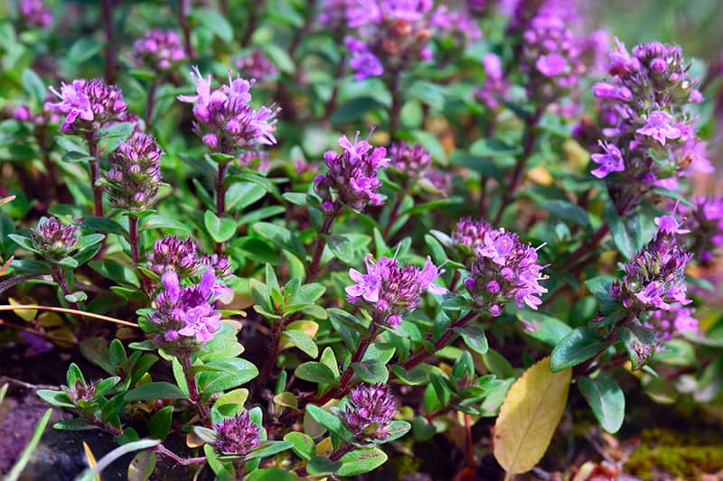 Common Thyme-Thymus vulgaris